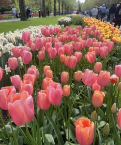 Scopri di più sull'articolo Keukenhof 🌷